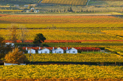 wine grape varieties